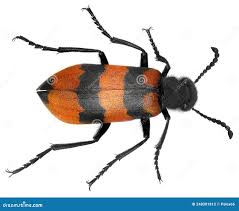 Attēlu rezultāti vaicājumam “Meloe sp. imago”