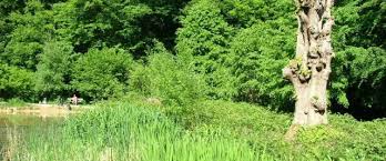 Image result for Chipperfield Cricket Club