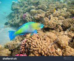 Image result for Scarus ferrugineus