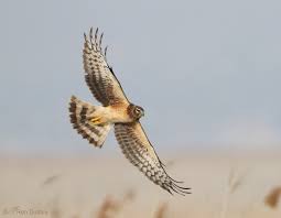 Image result for Bank Top Harriers Arlfc