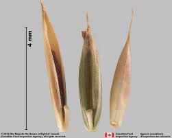 Attēlu rezultāti vaicājumam “Festuca ovina fruit”