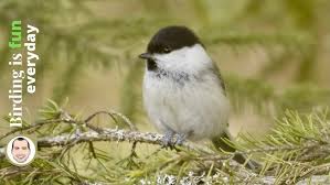 Attēlu rezultāti vaicājumam “Carduelis spinus female”