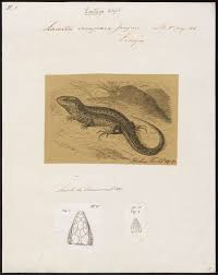 Attēlu rezultāti vaicājumam “Lacerta vivipara”