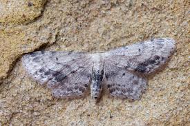 Attēlu rezultāti vaicājumam “Idaea dimidiata”