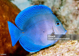 Image result for Acanthurus coeruleus