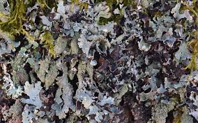 Attēlu rezultāti vaicājumam “Parmelia submontana”