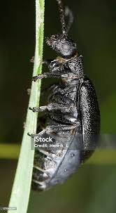 Attēlu rezultāti vaicājumam “Galeruca tanaceti”