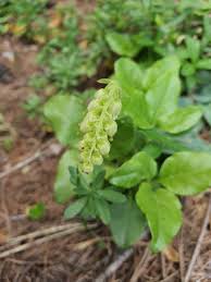 Attēlu rezultāti vaicājumam “Orthilia secunda”