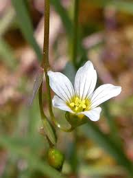 Attēlu rezultāti vaicājumam “Linum catharticum flower”