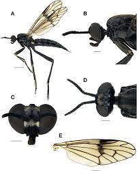 Attēlu rezultāti vaicājumam “Xylophagidae”