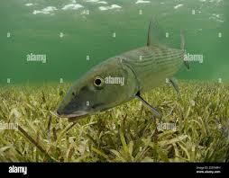 Image result for Albula vulpes