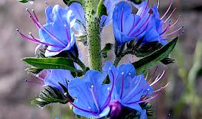 Attēlu rezultāti vaicājumam “Echium vulgare flower”