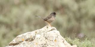 Image result for Sylvia sarda