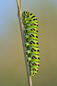 Attēlu rezultāti vaicājumam “Papilio machaon larva”