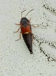 Attēlu rezultāti vaicājumam “Tachyporus sp.”