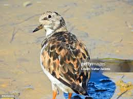 Attēlu rezultāti vaicājumam “Arenaria interpres”