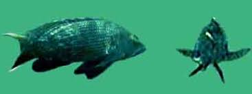 Image result for Centropristis striata