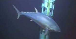 Image result for giant tuna