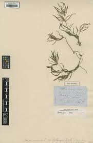 Attēlu rezultāti vaicājumam “Najas marina”