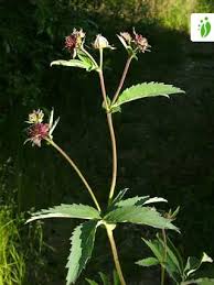 Attēlu rezultāti vaicājumam “Comarum palustre flower”