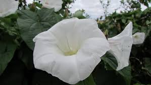Attēlu rezultāti vaicājumam “Calystegia inflata leaf”