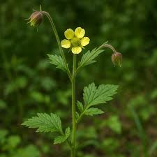 Attēlu rezultāti vaicājumam “Geum urbanum flower”