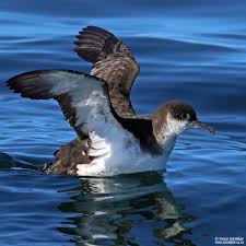 Image result for Puffinus puffinus