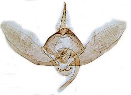 Attēlu rezultāti vaicājumam “Platyptilia sp.”