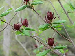 Attēlu rezultāti vaicājumam “Calycanthus floridus”