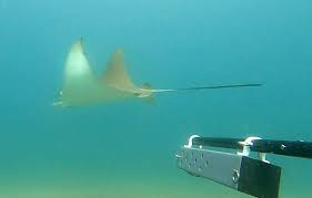 Image result for Aetomylaeus bovinus