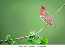 Attēlu rezultāti vaicājumam “Carpodacus erythrinus”