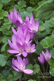 Attēlu rezultāti vaicājumam “Colchicum autumnale flower”
