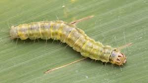 Attēlu rezultāti vaicājumam “Pandemis cerasana”