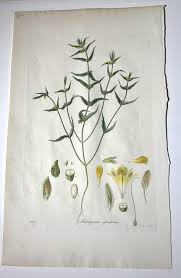 Attēlu rezultāti vaicājumam “Melampyrum sylvaticum”