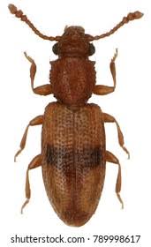 Attēlu rezultāti vaicājumam “Silvanidae”