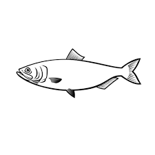 Image result for Alosa aestivalis