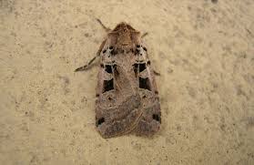 Attēlu rezultāti vaicājumam “Xestia triangulum”