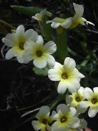 Attēlu rezultāti vaicājumam “Cinclidium stygium macro”