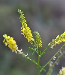 Attēlu rezultāti vaicājumam “Melilotus”