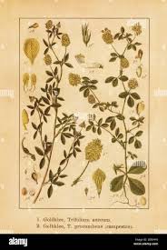 Attēlu rezultāti vaicājumam “Trifolium aureum leaf”