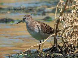 Image result for Calidris subminuta