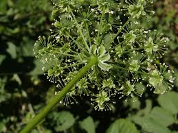 Attēlu rezultāti vaicājumam “Chaerophyllum aromaticum”