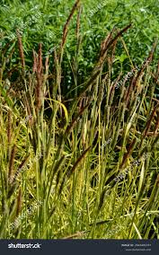 Attēlu rezultāti vaicājumam “Carex elata”