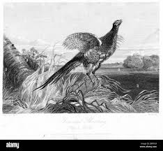 Image result for Shooting, Hunting, Fieldsports on Art prints from 1700's to 1900's