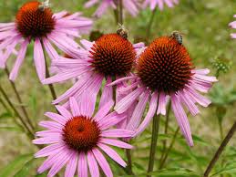 Image result for roter Sonnenhut