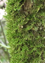 Attēlu rezultāti vaicājumam “Neckera pennata”