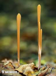 Attēlu rezultāti vaicājumam “Macrotyphula fistulosa var. contorta”