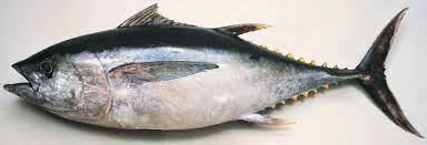 Image result for Thunnus obesus