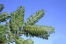 Attēlu rezultāti vaicājumam “Taxus baccata leaf”