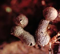 Attēlu rezultāti vaicājumam “Badhamia lilacina var. megaspora spores”